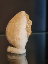 Lade das Bild in den Galerie-Viewer, Cypraea brocchi
