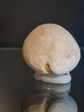 Lade das Bild in den Galerie-Viewer, Cypraea brocchi
