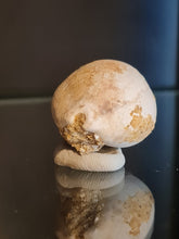Lade das Bild in den Galerie-Viewer, Cypraea brocchi
