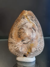 Cargar imagen en el visor de la galería, Barycypraea caputviperae
