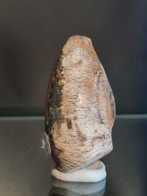 Cargar imagen en el visor de la galería, Barycypraea caputviperae
