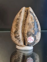 Cargar imagen en el visor de la galería, Barycypraea caputviperae
