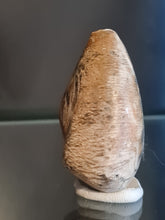 Cargar imagen en el visor de la galería, Barycypraea caputviperae
