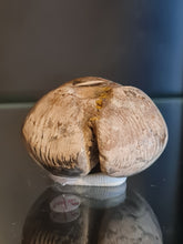 Cargar imagen en el visor de la galería, Barycypraea caputviperae
