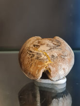 Cargar imagen en el visor de la galería, Barycypraea caputviperae
