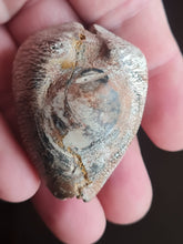 Cargar imagen en el visor de la galería, Barycypraea caputviperae
