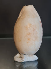 Lade das Bild in den Galerie-Viewer, Erronea caurica quinquefasciata
