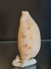 Lade das Bild in den Galerie-Viewer, Erronea caurica quinquefasciata
