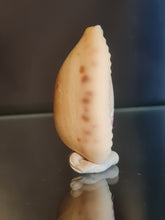 Lade das Bild in den Galerie-Viewer, Erronea caurica quinquefasciata
