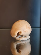 Lade das Bild in den Galerie-Viewer, Erronea caurica quinquefasciata
