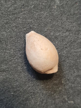 Cargar imagen en el visor de la galería, Cypraea renardi
