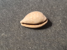 Cargar imagen en el visor de la galería, Cypraea renardi
