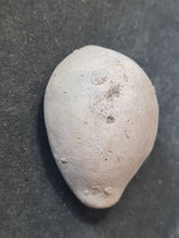Lade das Bild in den Galerie-Viewer, Zonaria labrosa(?)
