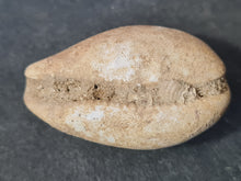 Lade das Bild in den Galerie-Viewer, Schilderia utricola
