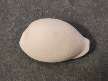 Lade das Bild in den Galerie-Viewer, Schilderia colombaria 2
