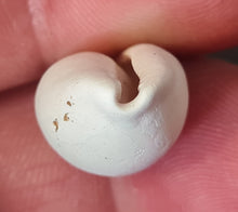 Lade das Bild in den Galerie-Viewer, Schilderia colombaria 2
