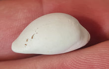 Lade das Bild in den Galerie-Viewer, Schilderia colombaria 2
