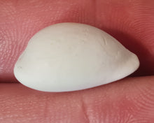 Lade das Bild in den Galerie-Viewer, Schilderia colombaria 2

