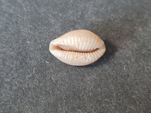 Cargar imagen en el visor de la galería, Projenneria albopunctata
