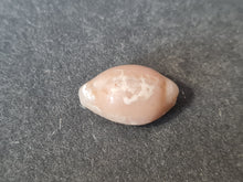Cargar imagen en el visor de la galería, Projenneria albopunctata
