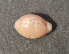 Cargar imagen en el visor de la galería, Projenneria albopunctata
