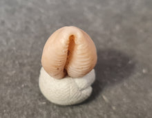 Cargar imagen en el visor de la galería, Projenneria albopunctata
