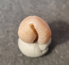 Cargar imagen en el visor de la galería, Projenneria albopunctata
