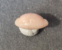 Cargar imagen en el visor de la galería, Projenneria albopunctata
