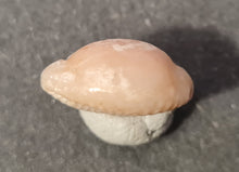 Cargar imagen en el visor de la galería, Projenneria albopunctata
