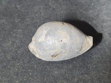 Lade das Bild in den Galerie-Viewer, Cypraea splendens

