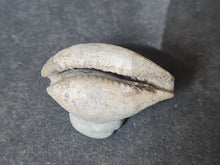 Lade das Bild in den Galerie-Viewer, Cypraea splendens
