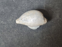 Lade das Bild in den Galerie-Viewer, Cypraea splendens
