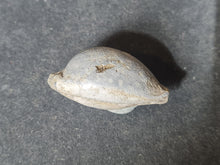 Lade das Bild in den Galerie-Viewer, Cypraea splendens
