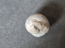 Lade das Bild in den Galerie-Viewer, Cypraea splendens
