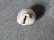 Lade das Bild in den Galerie-Viewer, Cypraea splendens
