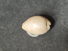 Cargar imagen en el visor de la galería, Cypraea splendens 2
