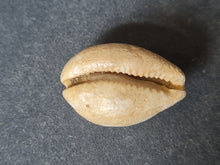 Cargar imagen en el visor de la galería, Cypraea splendens 2

