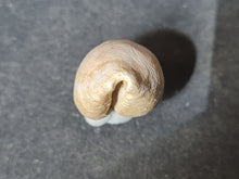 Cargar imagen en el visor de la galería, Cypraea splendens 2
