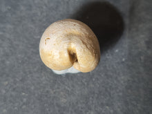 Cargar imagen en el visor de la galería, Cypraea splendens 2
