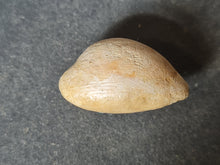 Cargar imagen en el visor de la galería, Cypraea splendens 2
