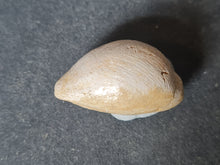 Cargar imagen en el visor de la galería, Cypraea splendens 2
