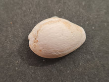 Cargar imagen en el visor de la galería, Cypraea subamygdaleum
