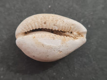 Cargar imagen en el visor de la galería, Cypraea subamygdaleum
