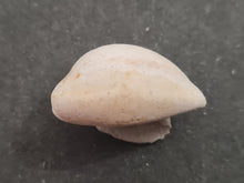 Cargar imagen en el visor de la galería, Cypraea subamygdaleum
