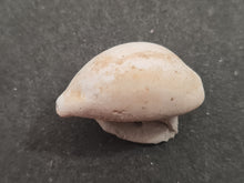 Cargar imagen en el visor de la galería, Cypraea subamygdaleum
