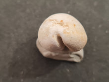 Cargar imagen en el visor de la galería, Cypraea subamygdaleum
