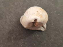 Cargar imagen en el visor de la galería, Cypraea subamygdaleum
