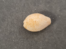 Lade das Bild in den Galerie-Viewer, Cypraea subamygdaleum 2
