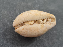 Lade das Bild in den Galerie-Viewer, Cypraea subamygdaleum 2
