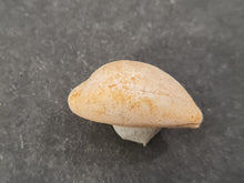 Lade das Bild in den Galerie-Viewer, Cypraea subamygdaleum 2
